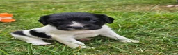 English Springer Spaniel dogs for sale: English Springer Spanel (KC Reg, Vet tail dock)  - Advert 6