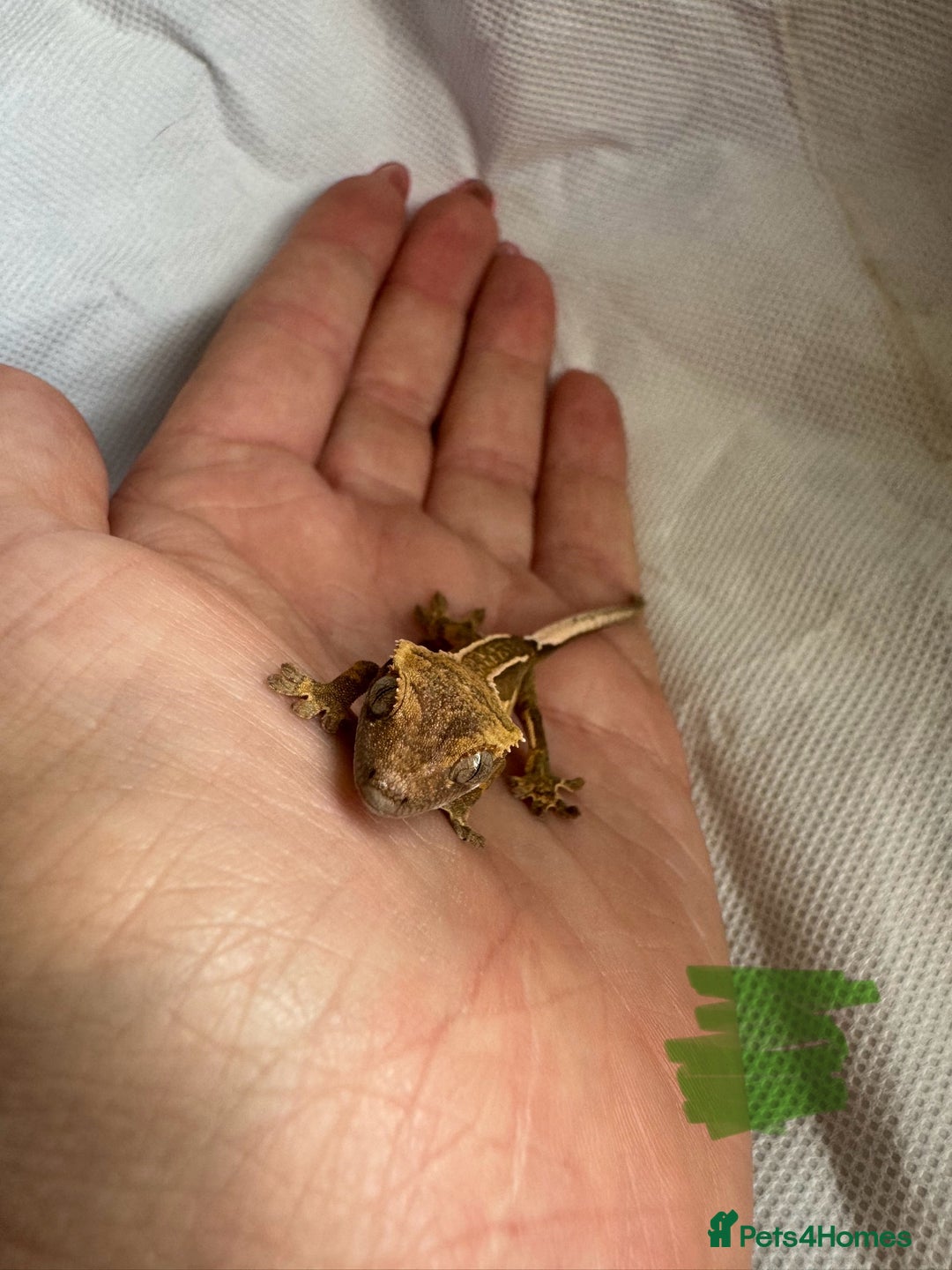 Gecko reptiles for sale: Baby crested geckos  - Image 18