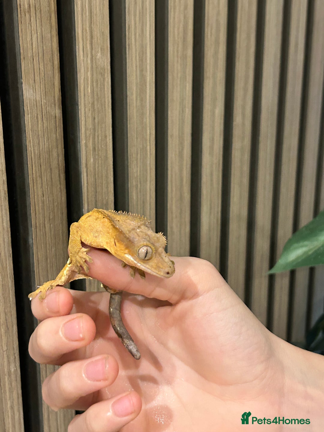 Gecko reptiles for sale: Crested Geckos X2 And full Bioactive Setup  - Advert 2