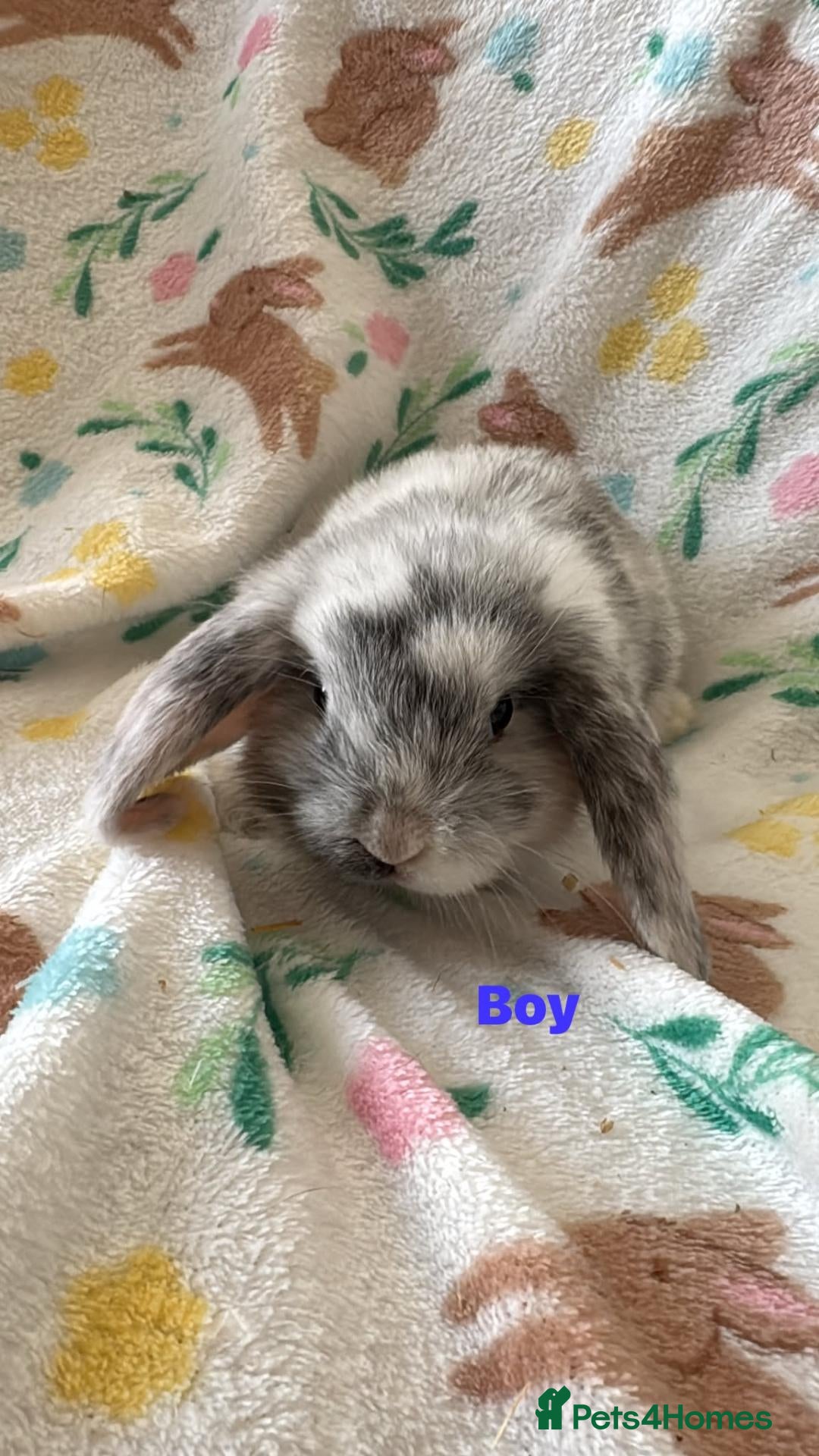 Mini Lop rabbits Adorable mini lops - Advert 1