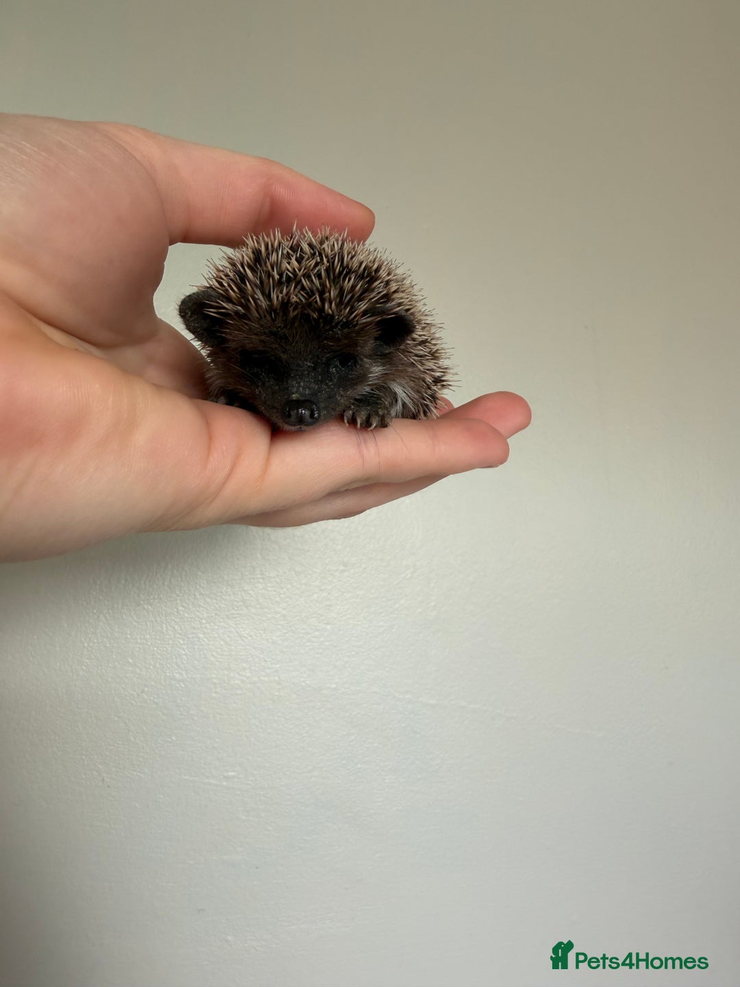 Pygmy Hedgehog rodents for sale: African Pygmy hogs  - Advert 4