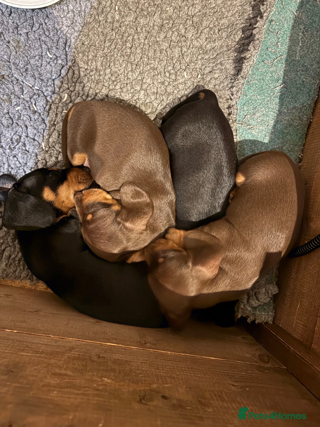 Miniature Dachshund dogs for sale: 🐾MINIATURE SMOOTH HAIRED DACHSHUND PUPPIES🐾 - Advert 6