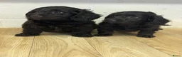 Doxiepoo dogs for sale: Daxiepoo boys  - Advert 3
