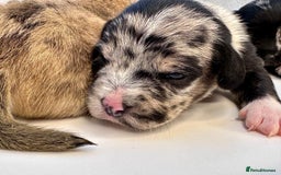 Mixed Breed dogs for sale: Floodle  - Image 10