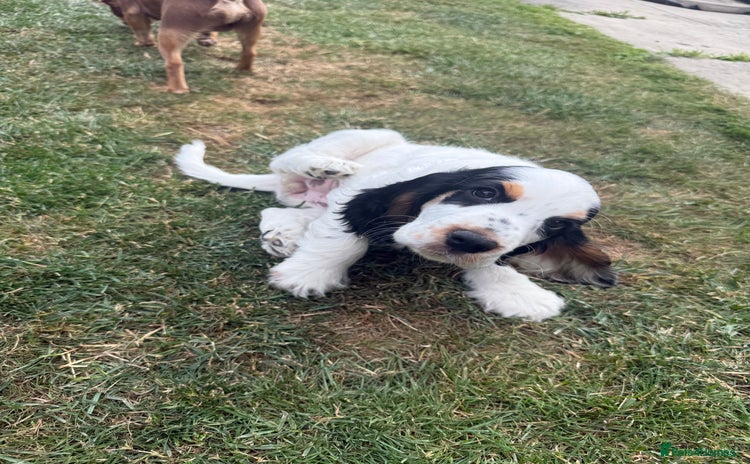 Cocker Spaniel dogs - Advert 2