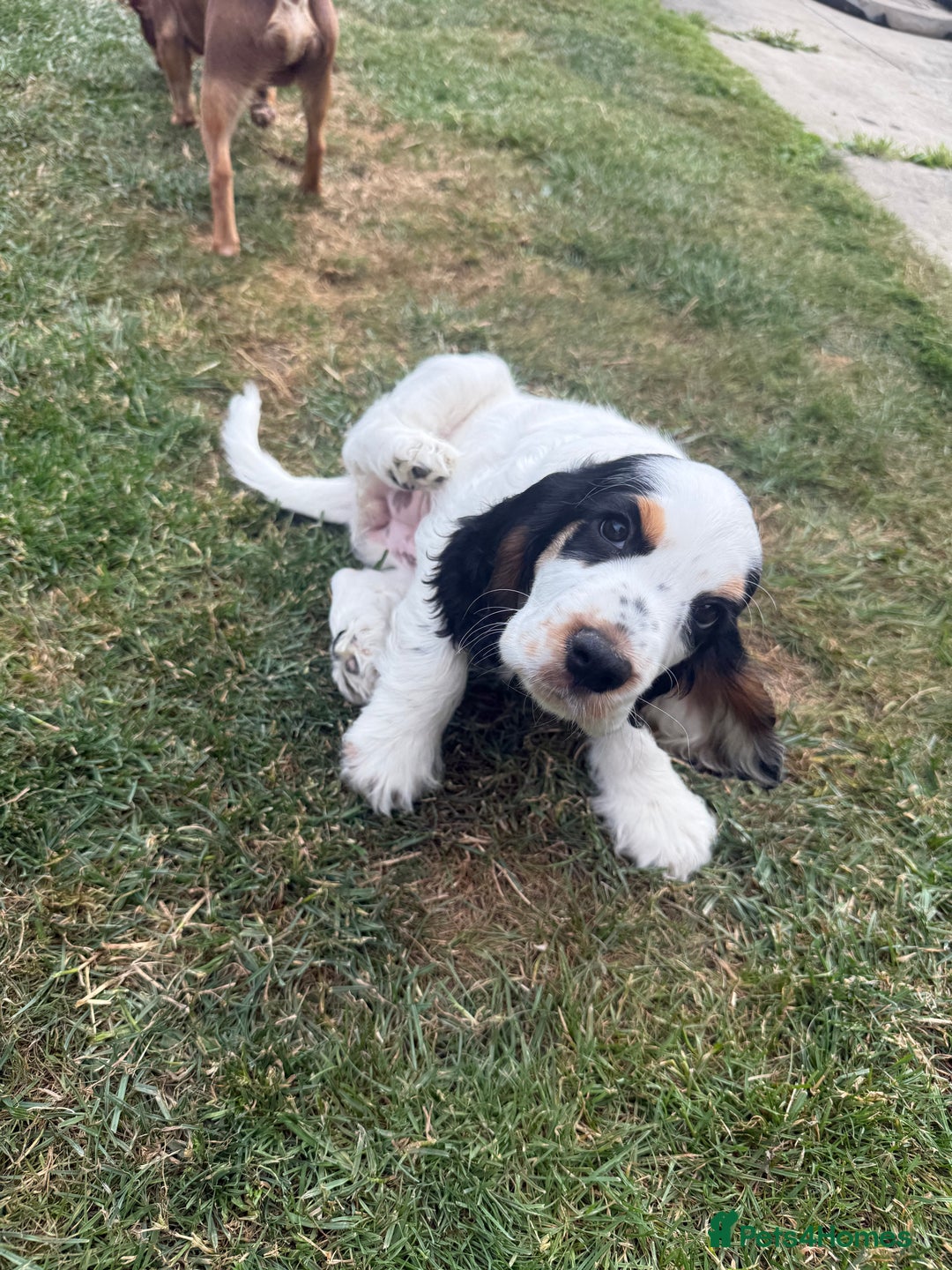 Cocker Spaniel dogs for sale: ✨Ready Now✨KC Reg Show Cocker Spaniel - Image 6