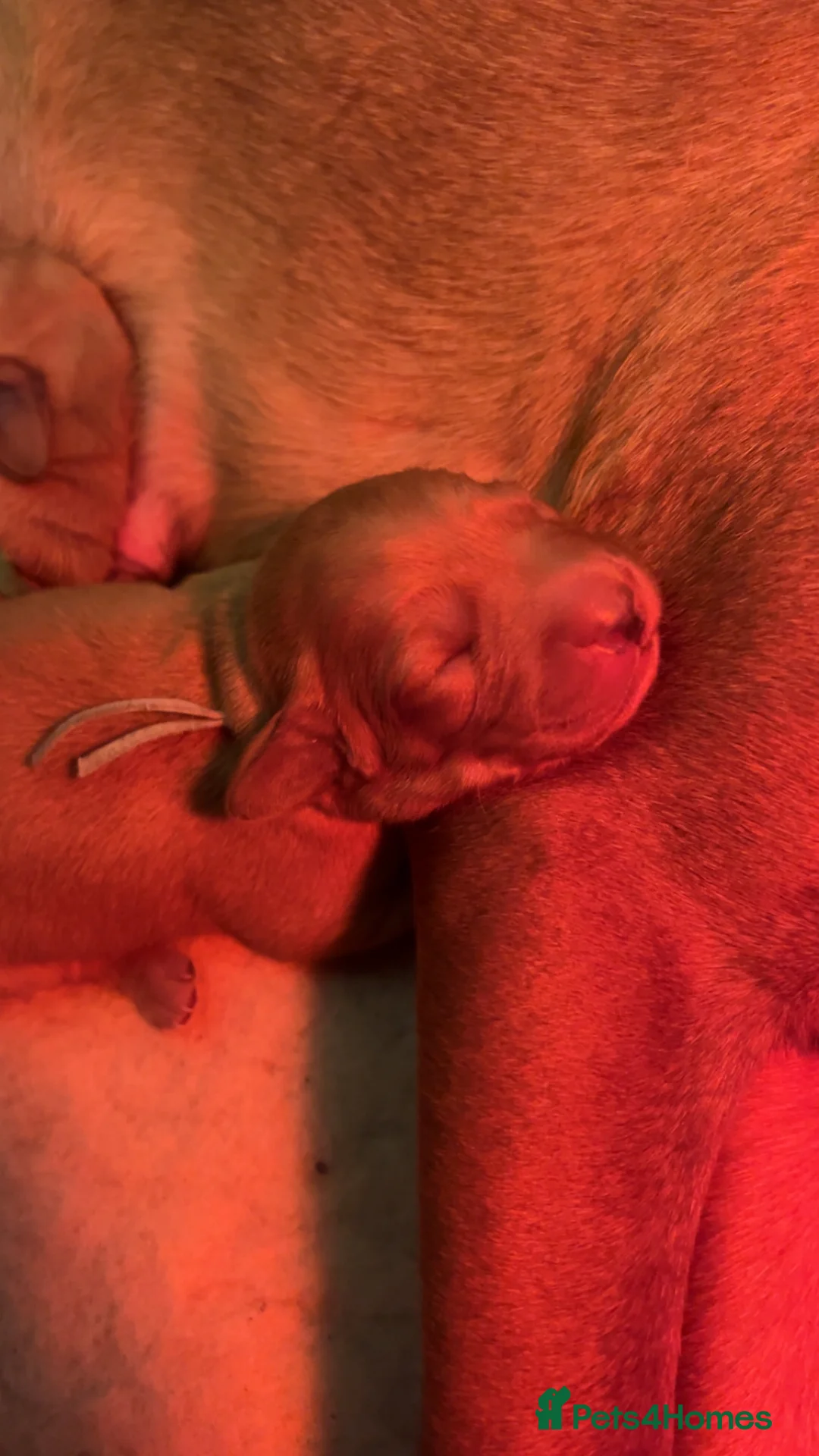 Labrador Retriever dogs for sale: Fox red lab pups for sale  - Advert 8