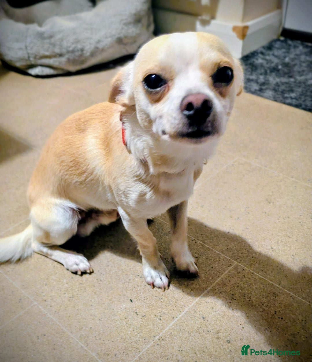 Mixed Breed dogs for sale: Chihuahua mix boy for sale - Image 2