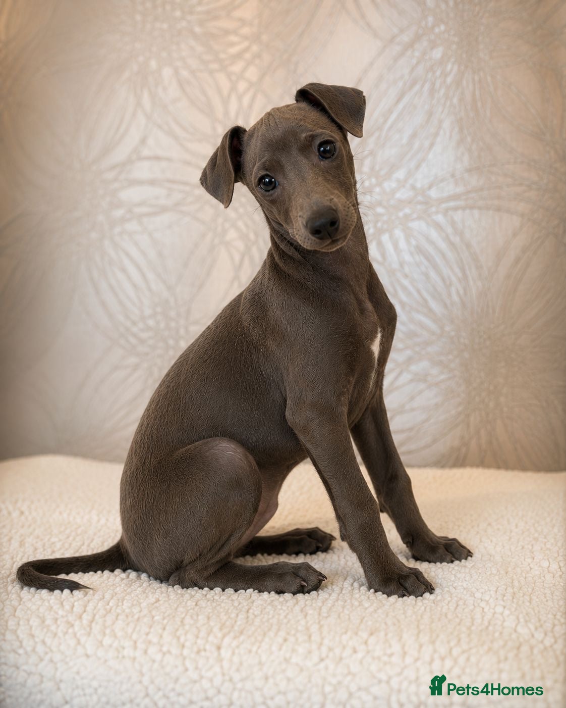 Italian Greyhound dogs Italian greyhound cream and white available  - Advert 4