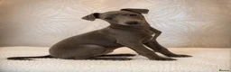 Italian Greyhound dogs for sale: Blue italian whippet ready now  - Advert 1