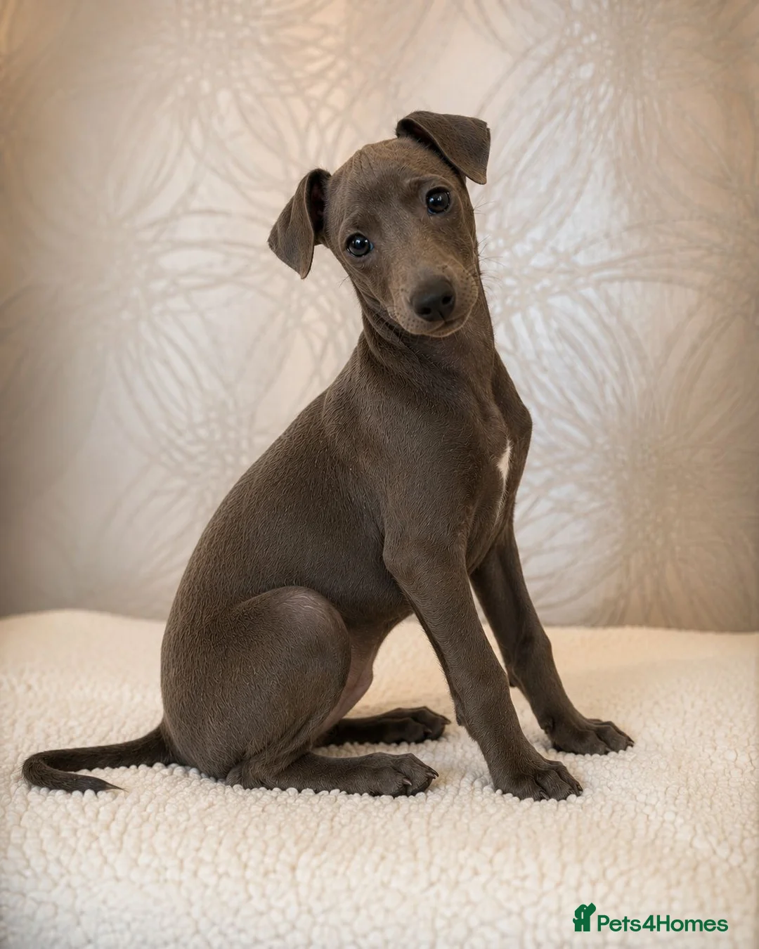 Italian Greyhound dogs for sale: Blue italian whippet ready now  - Advert 1