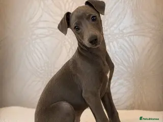 Italian Greyhound dogs Italian greyhound cream and white available - Advert 4
