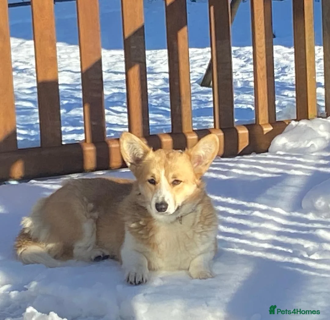 Welsh Corgi Pembroke dogs for sale: CONNIES PUPPIES in Whitland - Advert 1