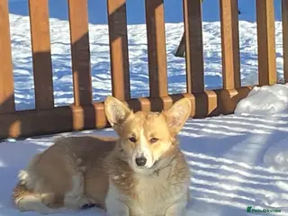 Welsh Corgi Pembroke dogs CONNIES PUPPIES - Advert 15