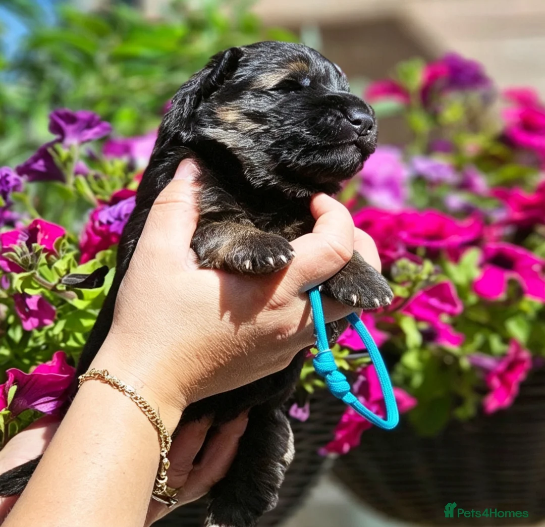 German Shepherd dogs for sale: Long Coat GSD black & tan  - Advert 2