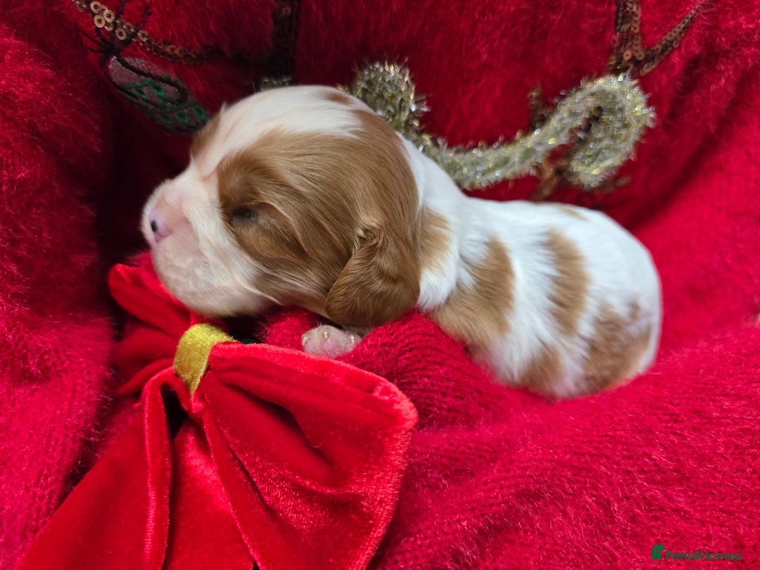 Cavalier King Charles Spaniel dogs for sale: Beautiful KC reg Cavalier King Charles Puppies  - Advert 4