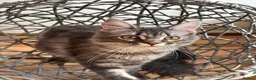 Maine Coon cats for sale: Beautiful GCCF Registered Maine Coon Kittens - Advert 12