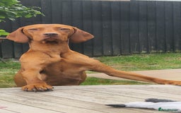 Hungarian Vizsla dogs for sale: Gorgeous bouncy and healthy vizsla pups - Image 3