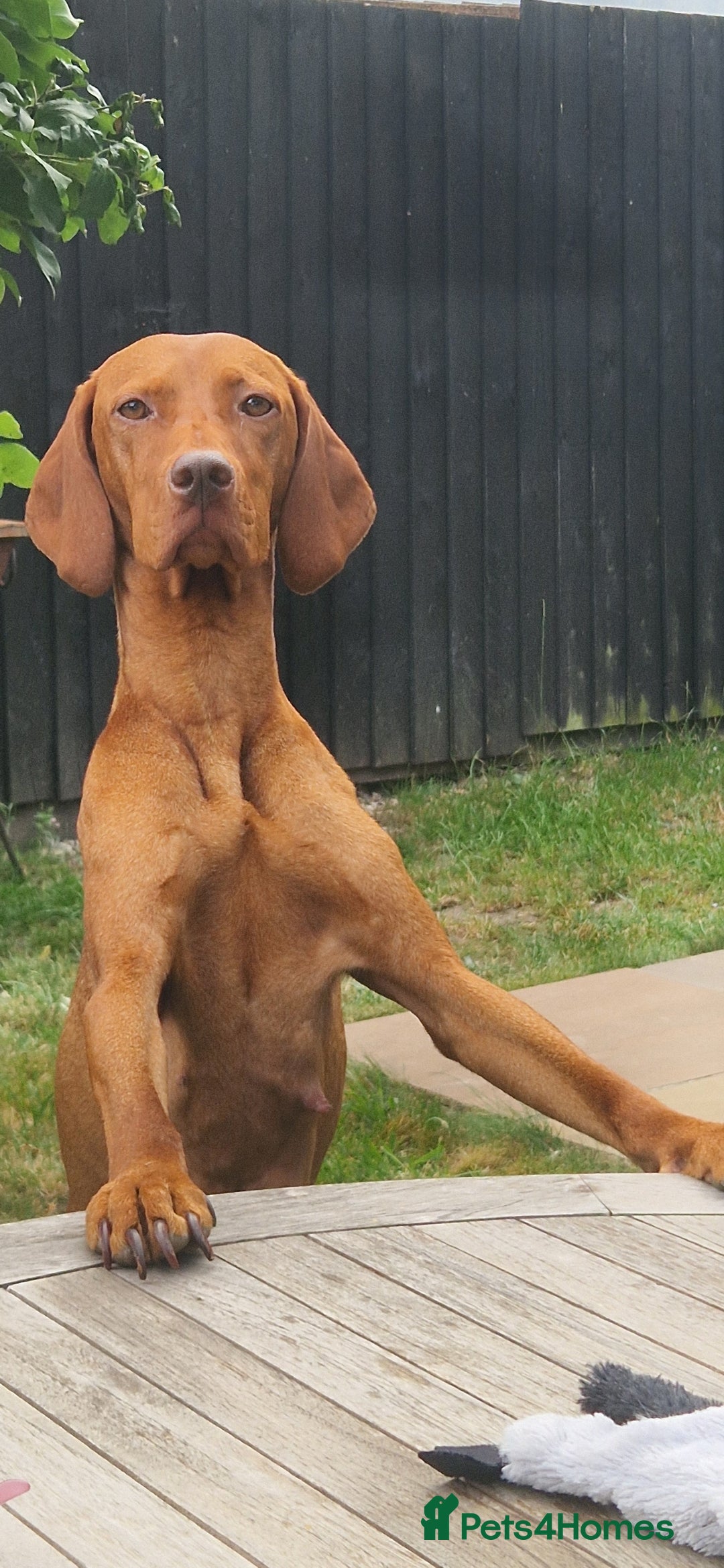Hungarian Vizsla dogs for sale: Gorgeous bouncy and healthy vizsla pups - Image 3
