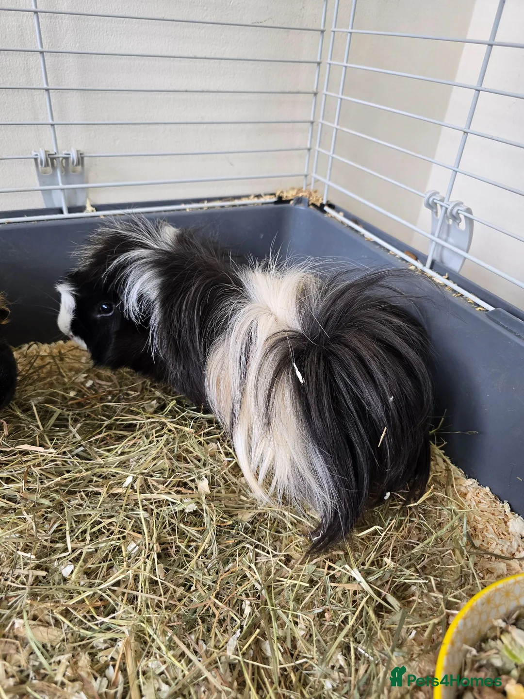 Guinea Pig rodents for sale: 2 MALES & FEMALE  - Advert 2