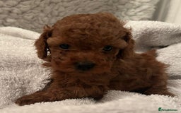 Toy Poodle dogs for sale: Stunning Fox Red Toy Poodles - Image 19