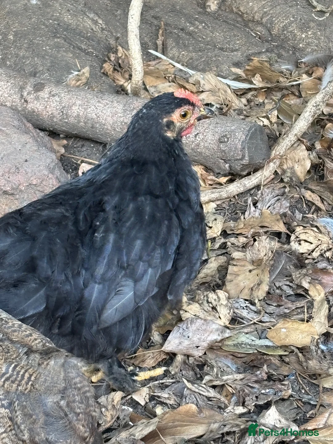 Chickens poultry for sale: Believed Male Pekin Bantam chick - Advert 2
