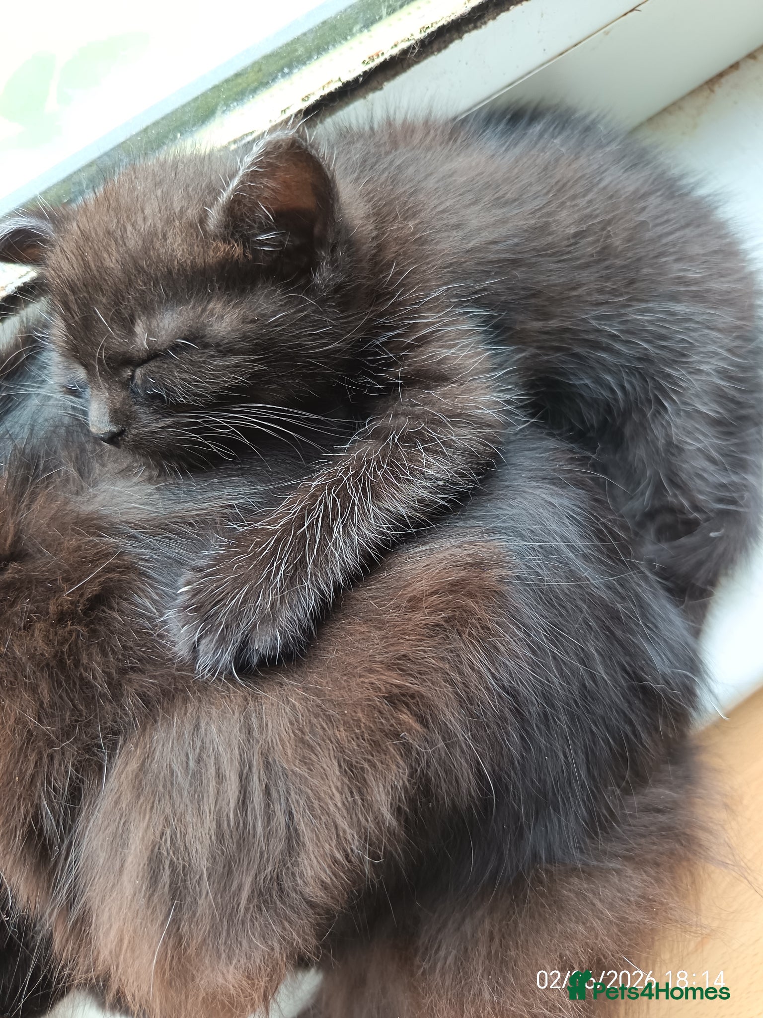 Mixed Breed cats 2 KITTENS available for GENUINE LOVING HOMES - Advert 4