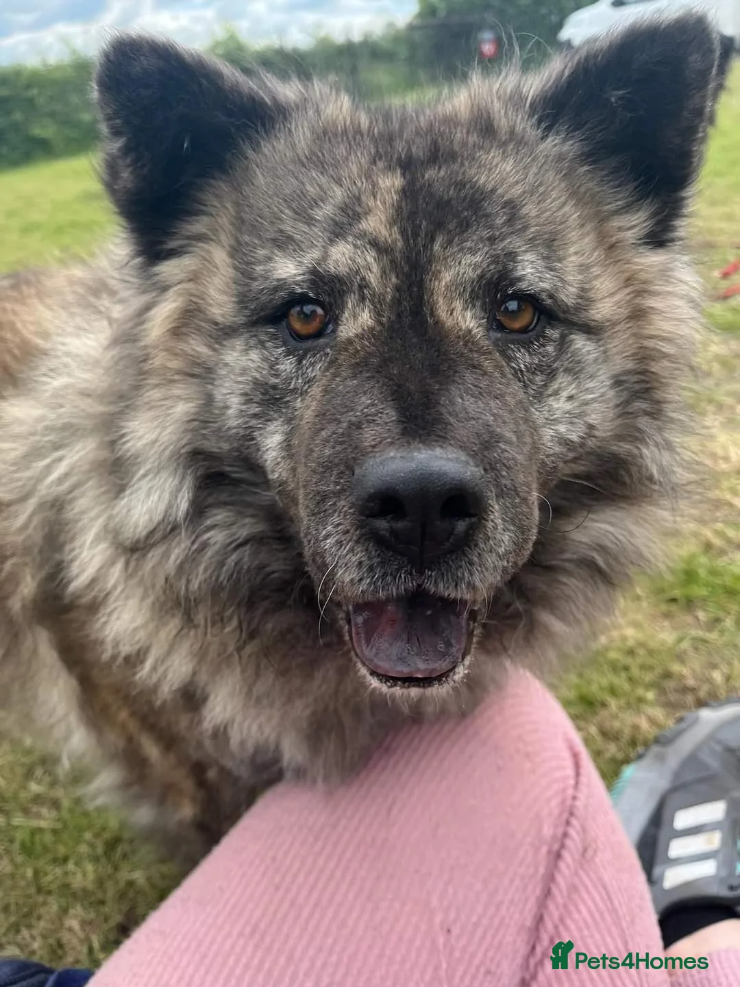 Mixed Breed dogs for adoption: Luna Chow - the people's princess 💜 in Kidderminster - Advert 2