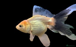 Fancy Goldfish fish for sale: Fancy Oranda goldfish - Image 7