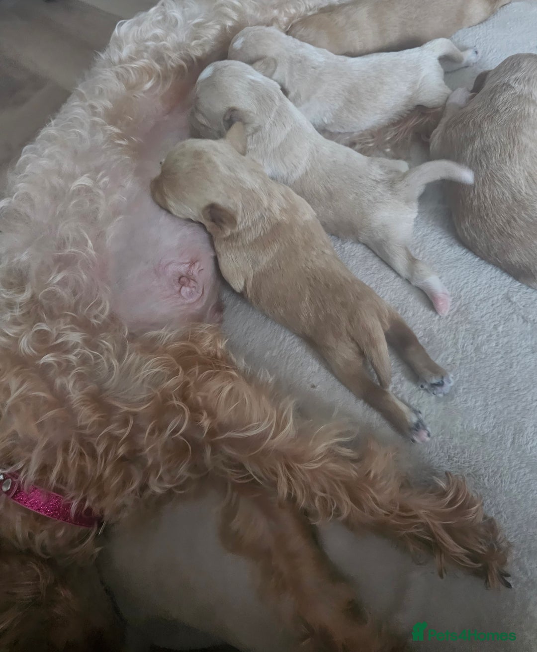 Schnoodle dogs for sale: 5 Adorable Schnoodle Puppies ❤️🩷💚💙🧡 - Image 2