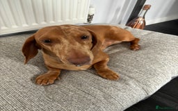 Miniature Dachshund dogs for sale: Stunning mini sausages  - Image 16