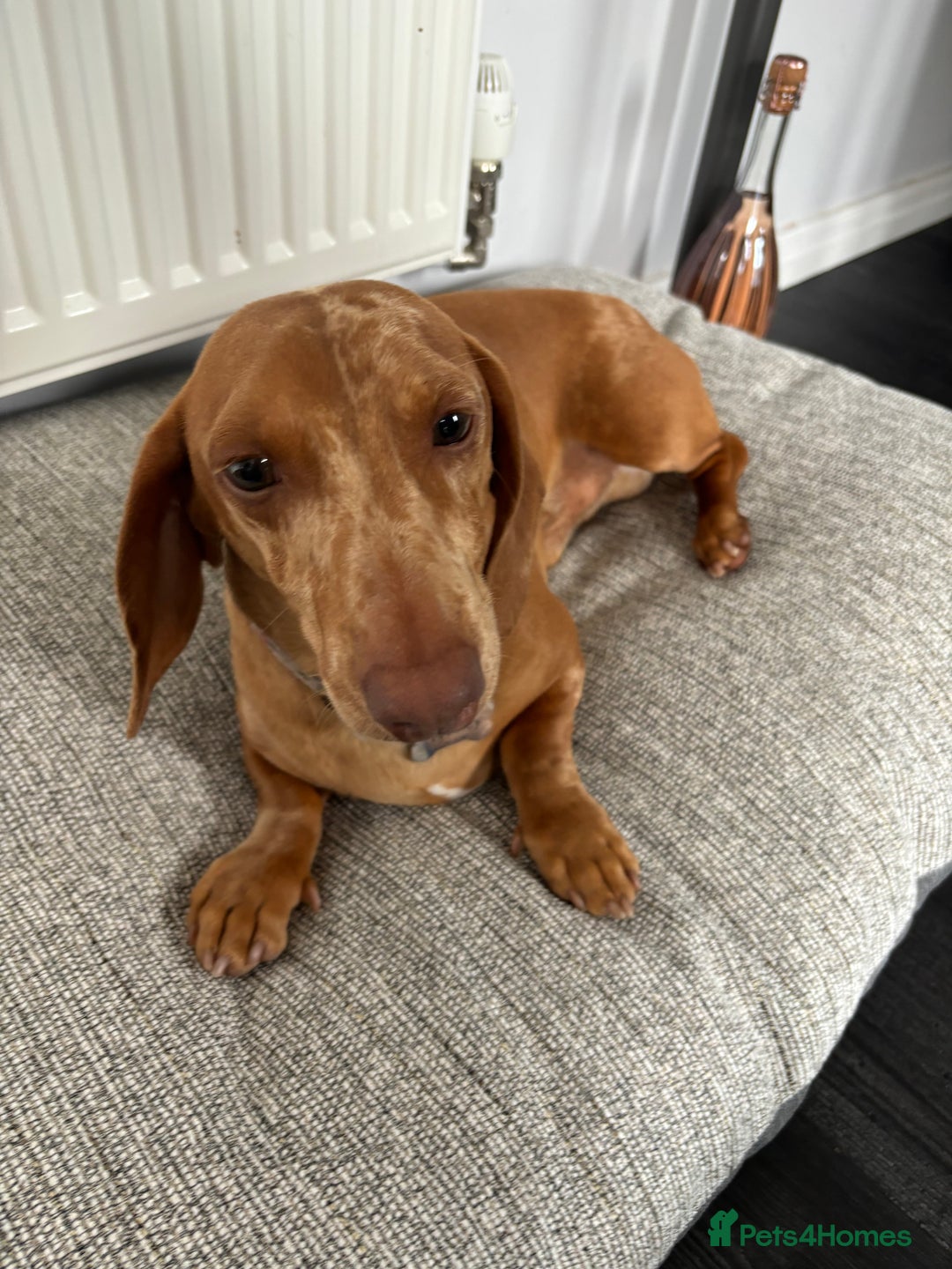 Miniature Dachshund dogs for sale: Stunning mini sausages  - Image 16