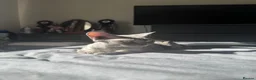 Devon Rex cats for sale: Enchantirex Devon Rex – 2026 Waiting List Now Open - Advert 21