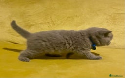 British Shorthair cats for sale: 💕Pure BSH Kittens – Family Raised, Ready December - Image 13
