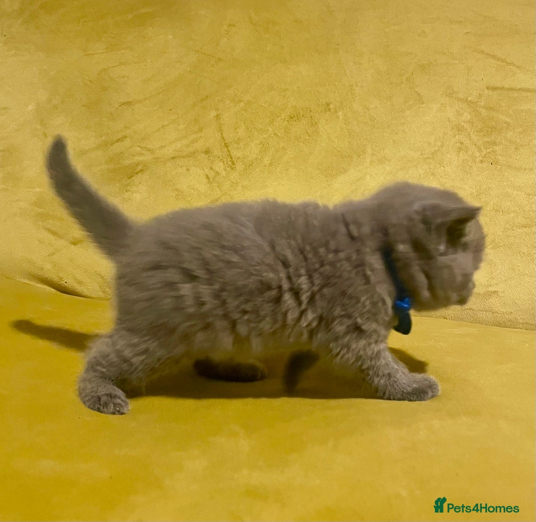 British Shorthair cats for sale: 💕Pure BSH Kittens – Family Raised, Ready December - Image 13