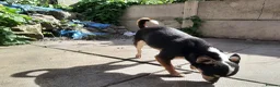 Chihuahua dogs for sale: Missy, pedigree tri black chihuahua girl. - Advert 4