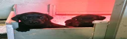 Labrador Retriever dogs for sale: Beautiful Bold working Labrador puppies - Advert 6