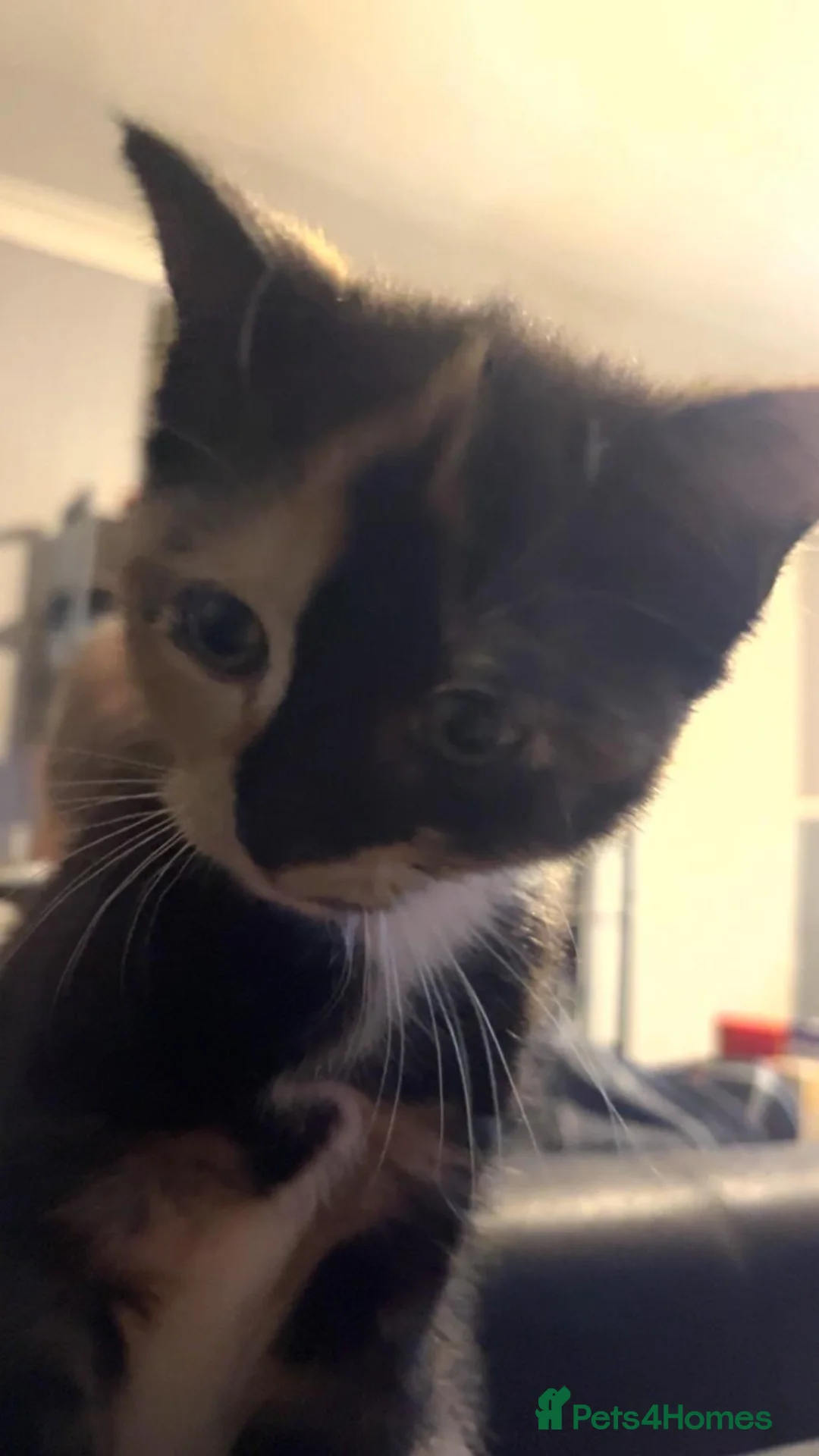 Mixed Breed cats for sale: Female kitten  - Advert 2