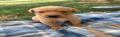 Labrador Retriever 5