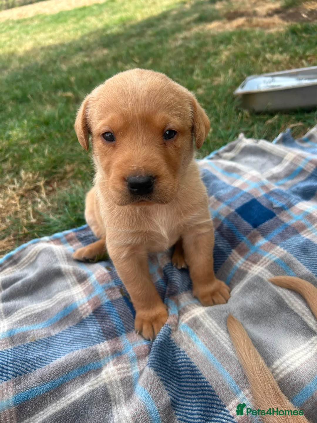 Labrador Retriever dogs for sale: Adorable KC registered labrador pups - Advert 2