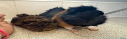 Guinea Pig rodents for sale: Beautiful baby piggies  - Advert 17