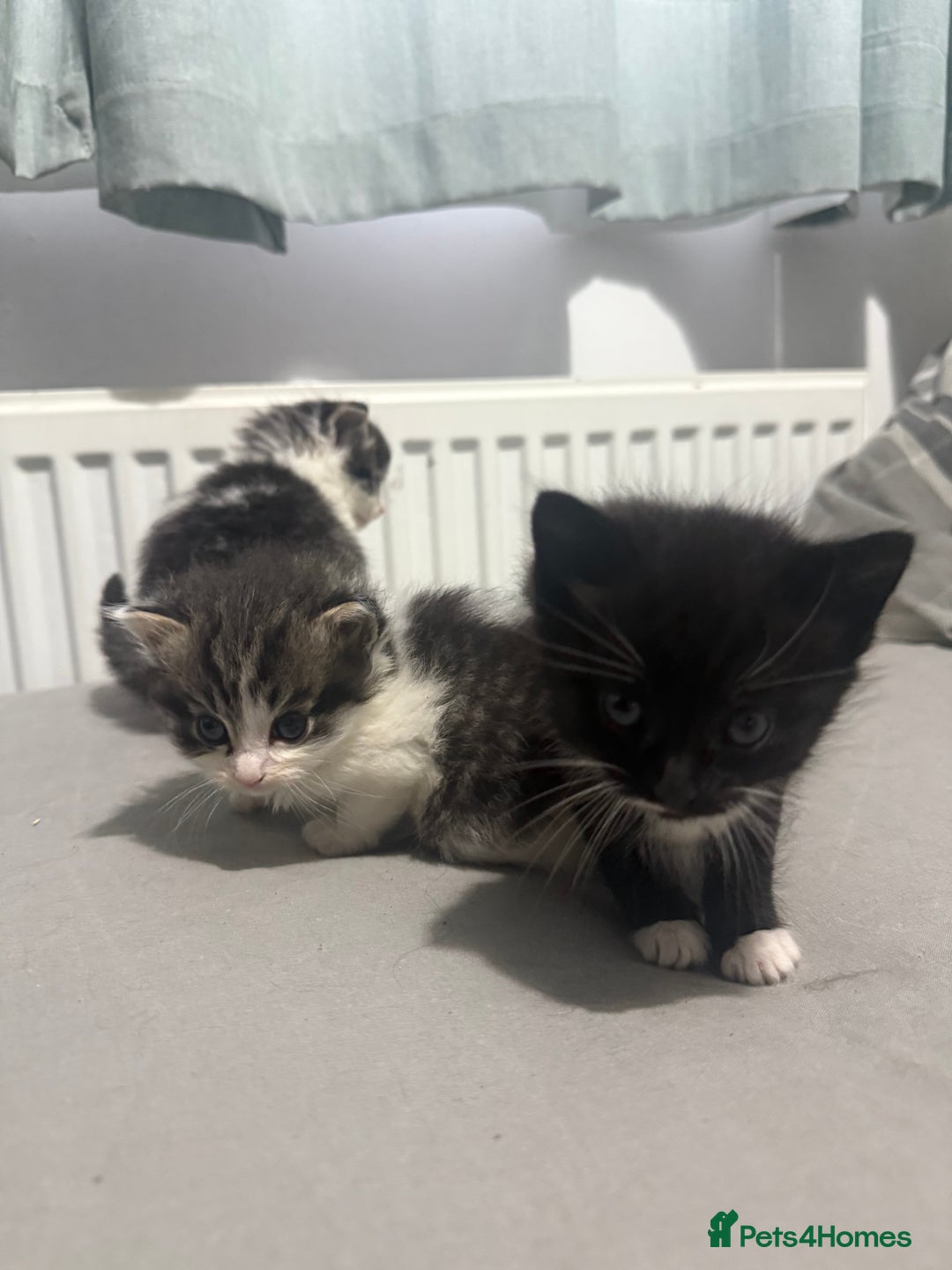 Mixed Breed cats for sale: Maine coon mix kittens - Advert 3