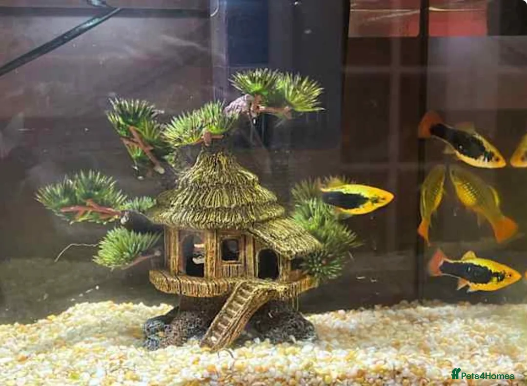 Barbs fish for sale: FREE to good home  in Milton Keynes - Advert 1