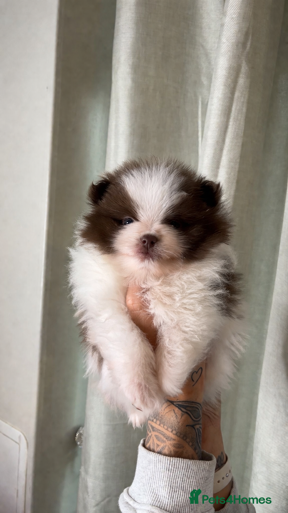 Pomeranian dogs  **  Pomeranian pups  - Advert 16