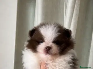 Pomeranian dogs ** Pomeranian pups - Advert 16