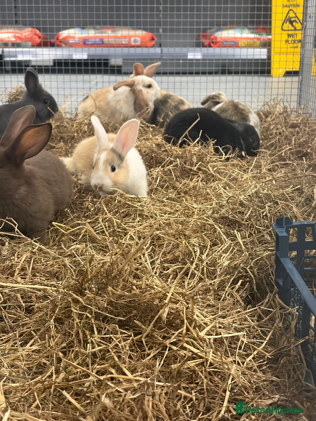 Mixed Breed rabbits for sale: Stunning Baby Dwarf Lop & Lionhead Bunnies  - Advert 4