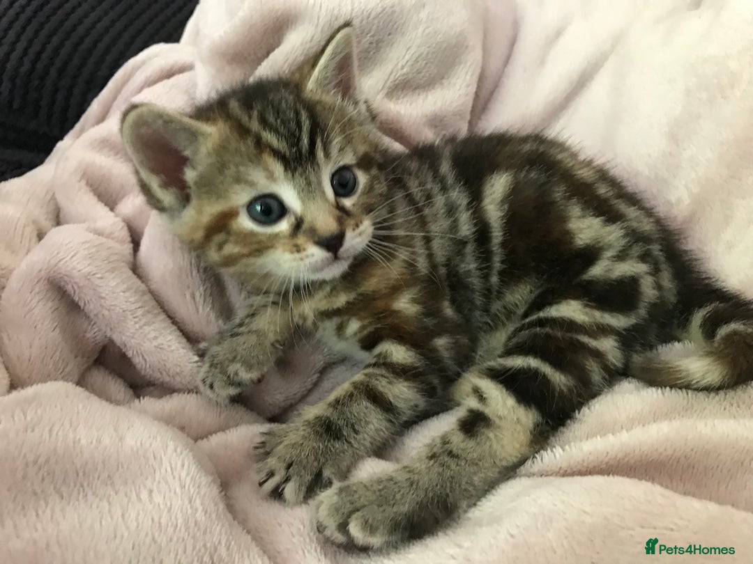 Mixed Breed cats for sale: Kittens  - Image 2
