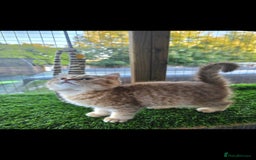 British Shorthair cats for sale: Pedigree British Short-hair kittens  - Image 22