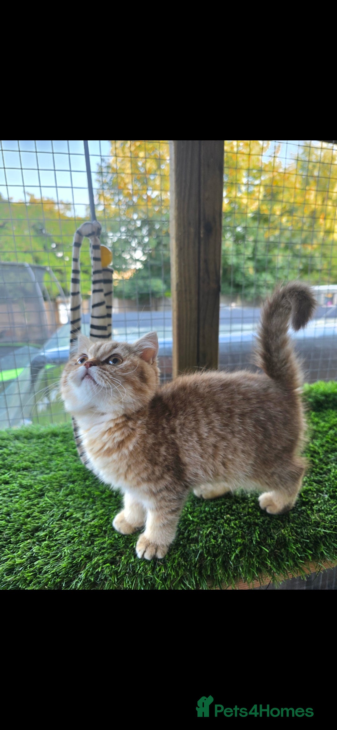 British Shorthair cats for sale: Pedigree British Short-hair kittens  - Image 22