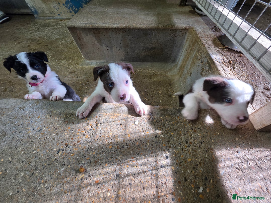 Border Collie dogs for sale: Collie puppies - Image 5